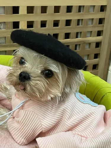 Vista 3 de Gorras de boina para perro Boinas para gatos Moda para las cuatro estaciones Graciosas y cómodas de lana Gorra para mascotas (Negro)