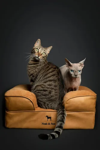 Vista 2 de NOAH & PAW Cama pequeña para perros, 20 x 15 x 8 pulgadas, cama para gatos de interior, espuma viscoelástica ortopédica de cáscara de huevo