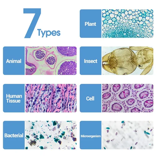 Vista 2 de 60 portaobjetos de microscopio con muestras para niños, diapositivas de microscopio preparadas para microbiología infantil, diapositivas