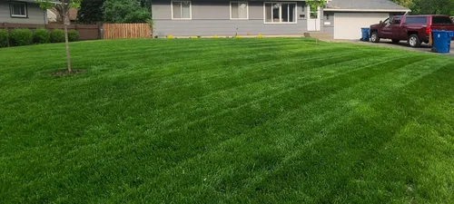 Vista 2 de Twin City Seed Co. Tuff Turf, festuca alta, mezcla de raigrás perenne y egrass de Kentucky, bolsa de 1 libra (paquete de 2)