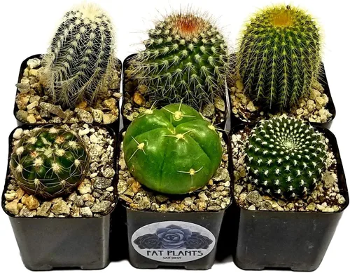 Vista 11 de Fatplants - Mini plantas de cactus vivas (paquete de 4), plantas de cactus de interior, plantas de cactus vivos, decoración de cactus vivos, plantas