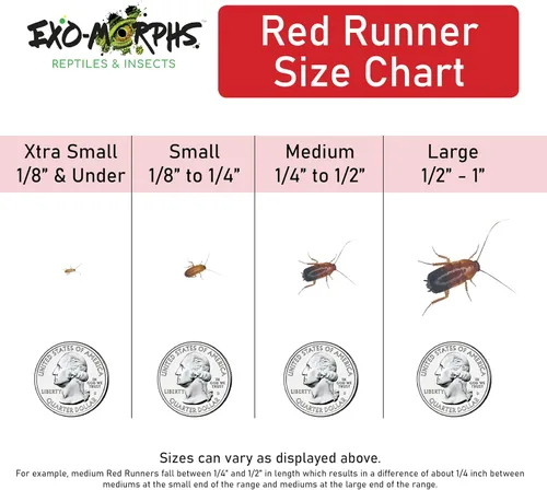 Vista 2 de Cucarachas rojas extra pequeñas (1/8" y menos) Blatta lateralis - Insectos alimentadores vivos (200 unidades)