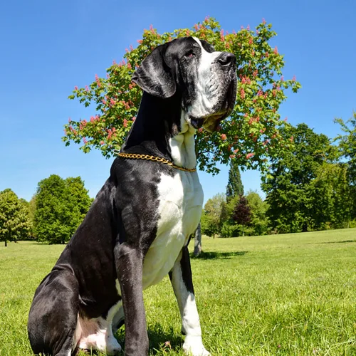 Vista 5 de Collar de perro de cadena dorada, collar de estrangulamiento de entrenamiento para perros, collar de estrangulamiento ajustable de entrenamiento