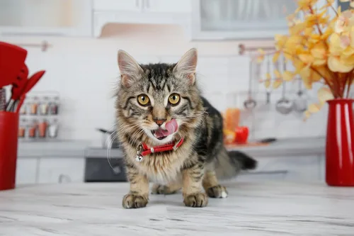 Vista 3 de Hartz Hairball Remedy Plus Pasta con sabor a salmón para gatos y gatitos, 2.5 onzas