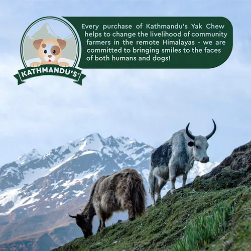 Vista 8 de KATHMANDU'S Auténticos masticables de queso de yak para perros del Himalaya, golosinas nutricionales naturales y ricas en proteínas, masticables