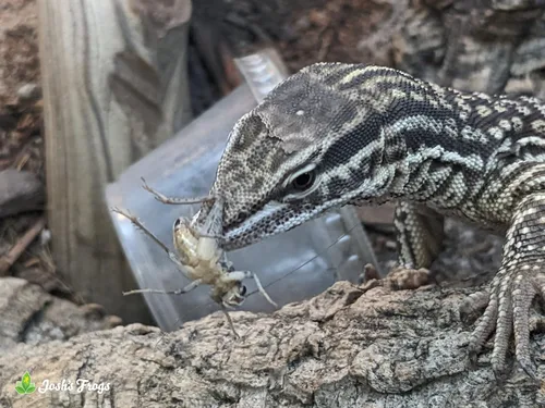 Vista 6 de Josh's Frogs Grillos con bandas grandes para adultos de 1 pulgada (250 unidades)