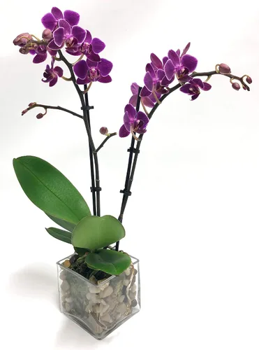 Athena's Garden Planta de orquídea viva, púrpura, Phalaenopsis de doble espiga que florece en recipiente de vidrio, larga duración, fácil cuidado