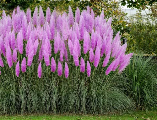 Vista 7 de Semillas de hierba de pampa rosa (Cortaderia selloana) Hierba ornamental anual para plantar