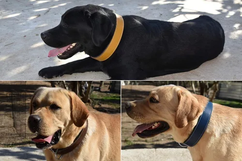 Vista 4 de Collar de perro de cuero curtido vegetal para perros grandes, collares de perro resistentes y de diseño de lujo