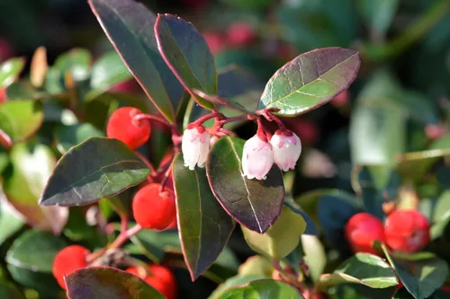 Vista 4 de 20 Semillas de flores de hoja perenne de Gaultheria Procumbens