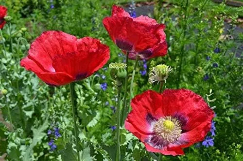 Vista 2 de Semillas de papaver de amapola roja gigante Somniferum Premium para paquete de plantación
