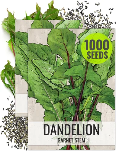 Vista 11 de Seed Needs Semillas de diente de león para plantar Taraxacum officinale - Herencia sin OMG y hierbas perennes no tratadas - Cultiva verduras