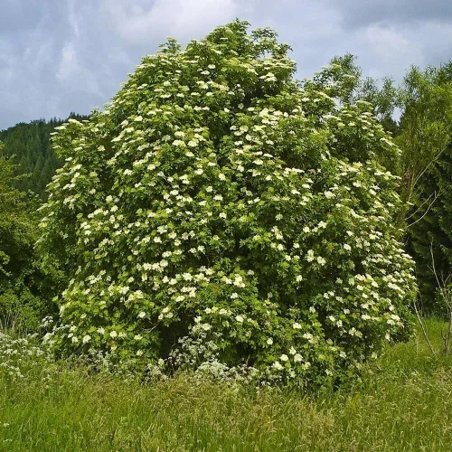 KVITER 100 semillas de saúco negro para plantar (Sambucus Nigra) - Semillas de frutas orgánicas, reliquia y sin OMG, bayas de frutas dulces y