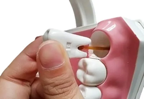 Vista 4 de Enseñanza de la enfermedad Dientes Modelo de Educación de Estudio con un Cepillo de Dientes