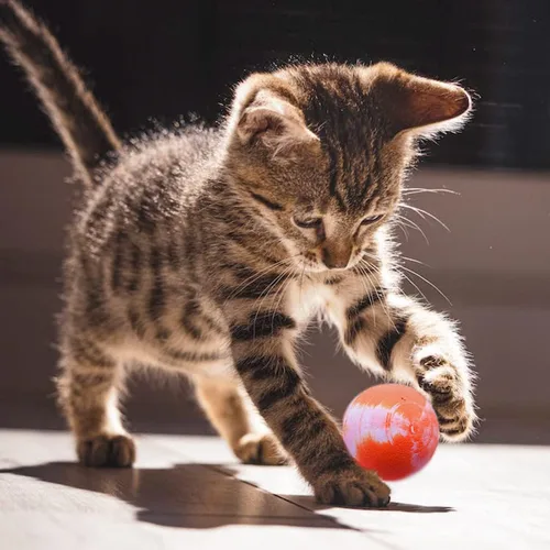 Vista 7 de PET SHOW 20 bolas rebotadoras interactivas de 1.2 pulgadas para gatos de interior, regalo de cumpleaños, bola de goma colorida con alta elasticidad