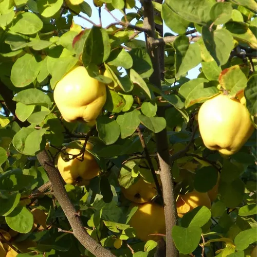 Vista 3 de 20 semillas de membrillo comunes de árboles frutales, semillas de frutas comestibles dulces