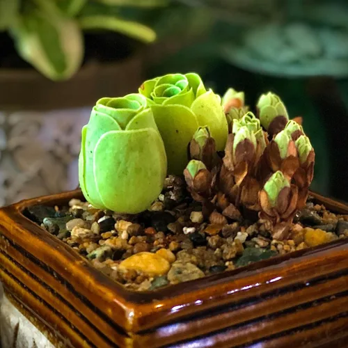 Vista 3 de Mountain Rose Cactus - Planta viva suculenta muy rara en maceta de 2 pulgadas, planta Stater