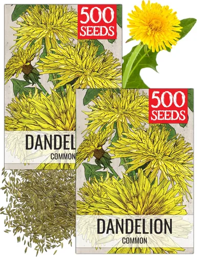 Vista 14 de Seed Needs Semillas de diente de león para plantar Taraxacum officinale - Herencia sin OMG y hierbas perennes no tratadas - Cultiva verduras