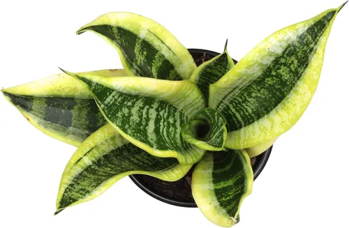 Vista 5 de Planta de serpiente viva con maceta blanca decorativa, Sansevieria Trifasciata Superba, planta de interior enraizada completamente, planta de lengua