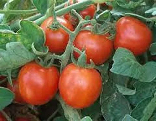 Vista 2 de Tomate, semillas de tomate cherry grandes dulces, reliquia, 20 semillas, sabroso, ideal para ensaladas