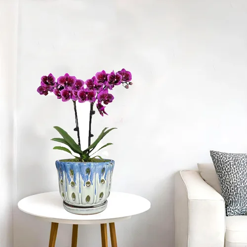 Vista 2 de Maceta de cerámica para orquídeas con agujero de drenaje de 6'' (Cubierta azul, blanca)