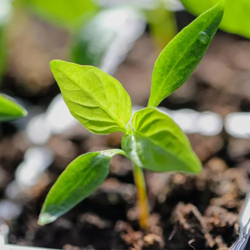 Vista 7 de Seed Needs, Semillas de pimiento picante Serrano, 60 semillas tradicionales para plantar Capsicum annuum, sin OMG y sin tratar, deliciosos chiles