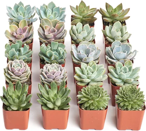 Vista 19 de Comprar Suculentas - Paquete a granel de colección de plantas suculentas, plantas suculentas mini vivas, fácil cuidado, plantas